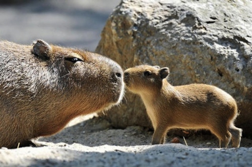 55. capybara .jpg.jpg