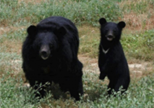 46. maman ourse noire et bébé.jpg