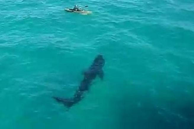 1. Requin géant contre navigateur solitaire.JPG
