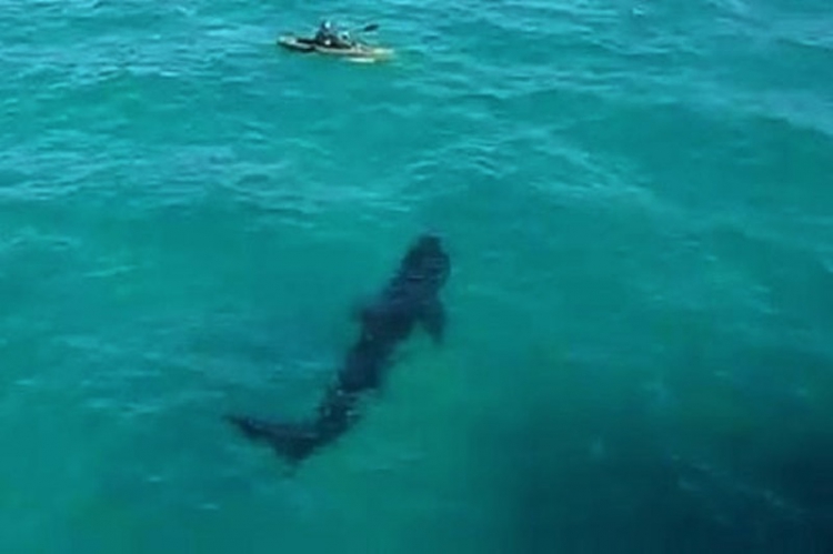 1. Requin géant contre navigateur solitaire.JPG