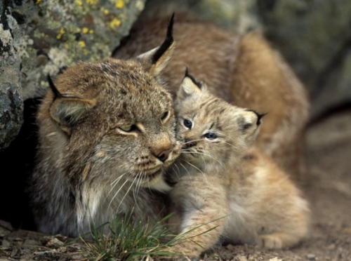 77. mamans-bebes lynx jpg.jpg