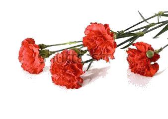 7. red carnation.GIF