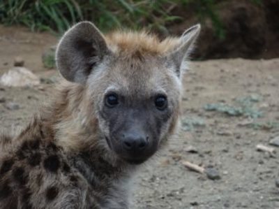 19. Une hyène abandonnée, au bord d'une route..jpg