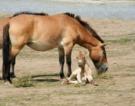 2. Przewalskis-mare and foal.jpg