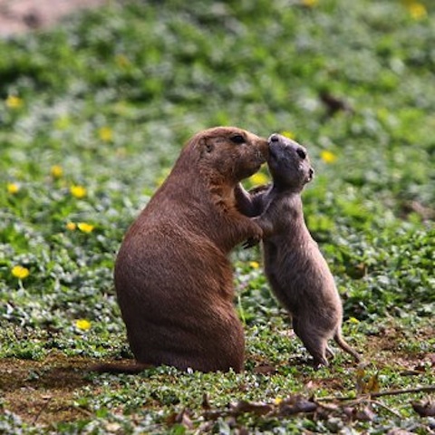 26. maman marmotte et bébé.jpg