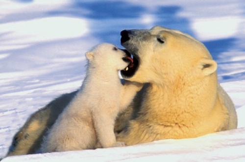 18. maman+bébé ours blancs.jpg