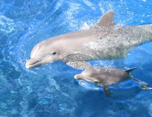 31. -maman-bebe dauphin .jpg