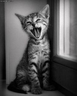 9. Laugh Out Loud Cat.jpg