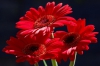 10. Red Flowers dark blue background).JPG