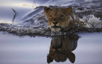 8. lioness-Telegraph.jpg