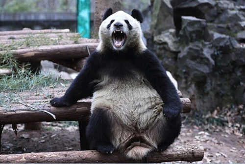 26. Panda.jpg