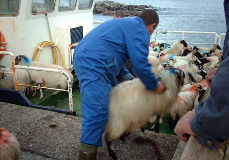 1. loading sheep.jpg