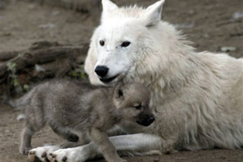 11. louve blanche et son louveteau.jpg