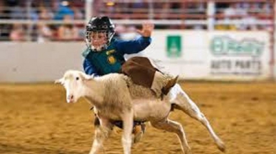 9. Texan sheep.jpeg