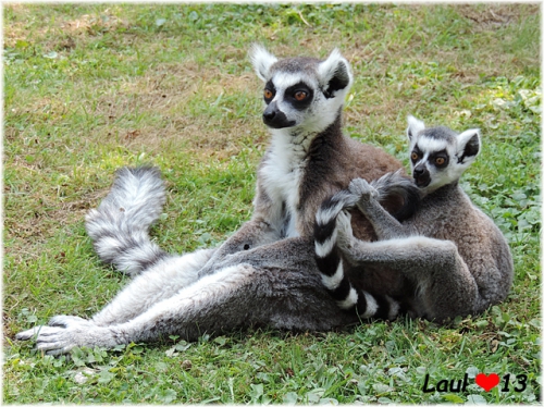 36. Maman-et-bebe-lemurien.jpg