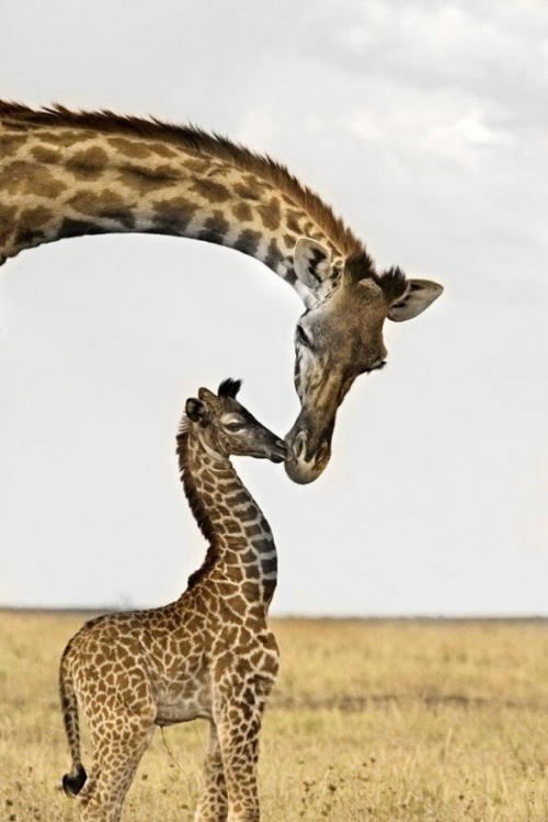 1. bebe-girafe.jpg