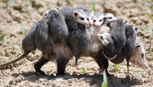 51. opossums.jpg