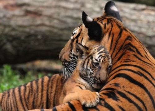 47. maman+bébé tigre.jpg