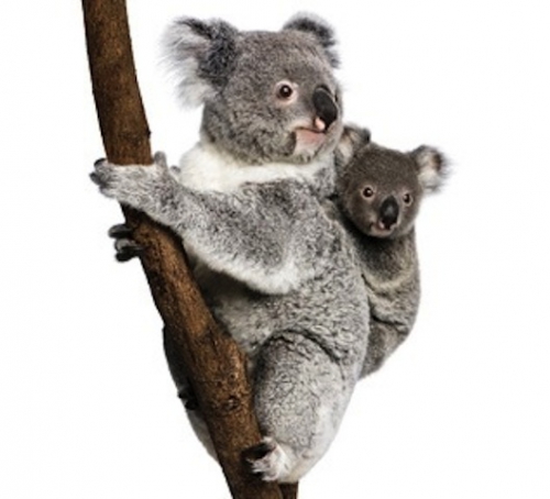 20. koala-branche.jpg