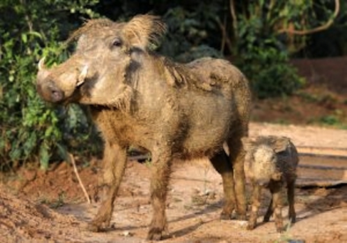34. maman phacochère et bébé après leur bain de boue.jpg