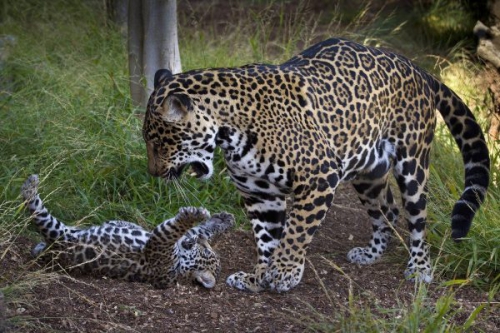 98. bébé jaguar et maman nindri.jpg