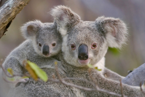 49. mamans-bebes koalas .jpg.jpg