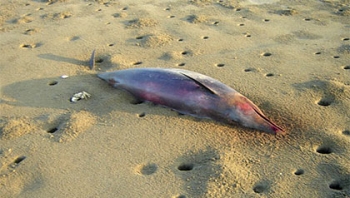 3.stranded dolphin.jpg