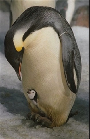 9. bebe-pingouin.jpg