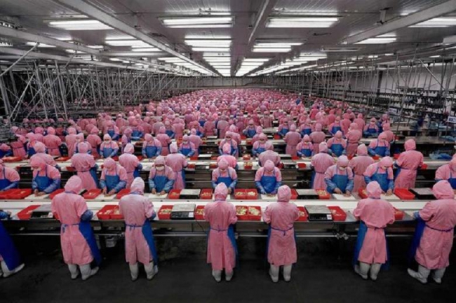 17. Chine emballage poulets.jpg