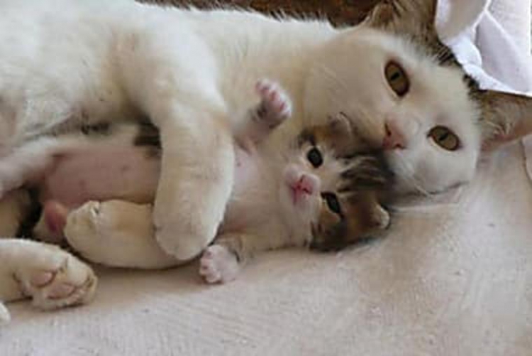 13. cat-with-her-kitten-new-born-c-og.jpg
