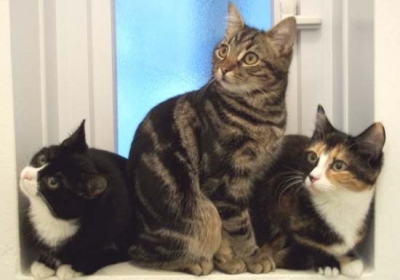 Trois chats curieux.jpg
