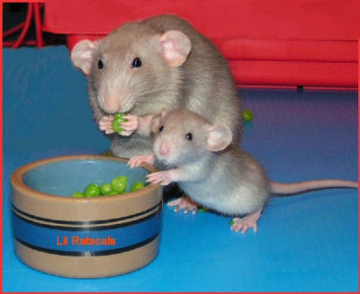 80. maman-bébé rats.jpg