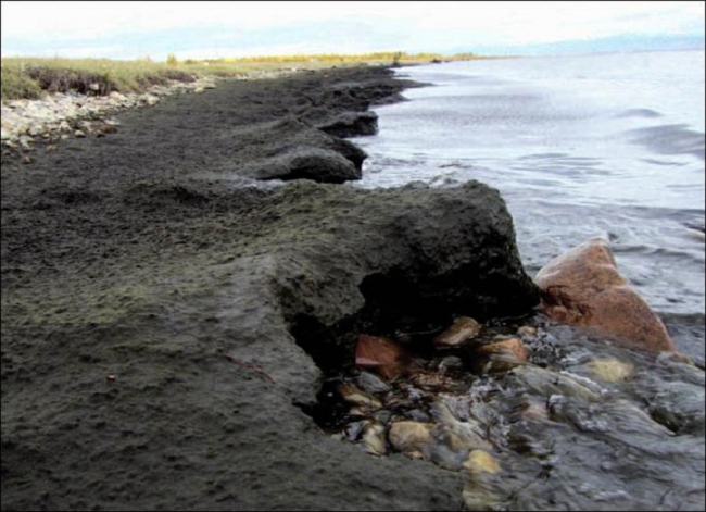 5. L'Algue Spirogyra envahit le lac (contamination fécale).JPG