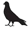 8. pigeon.gif