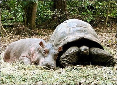100. maman tortue et bébé hippopotame.jpg