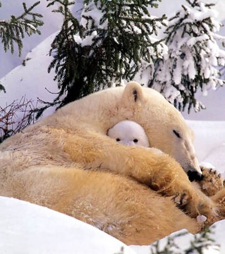 82. un-bebe-ours-polaire-cache-bien-a-l-abri-entre-les-pattes-de-sa-maman_126436_w460.jpg