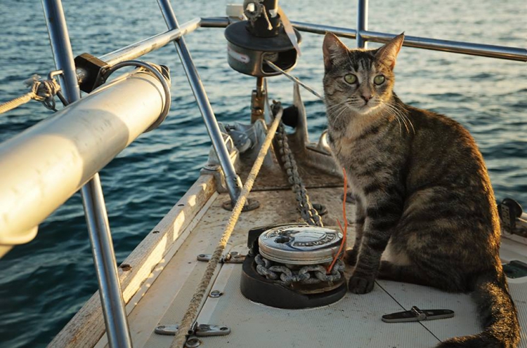 1. Sailingh cat.jpg