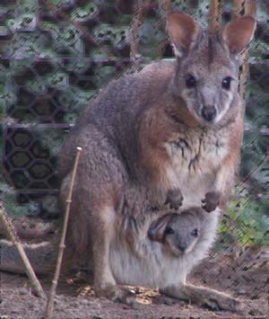 90. maman et bébé kangourous.jpg