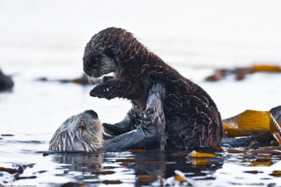 025. Sea-Otter-holding-her-baby-as-seen-near-Target-Rock-in-the-Morro-Bay-harbor-CA.jpg