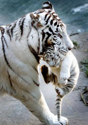 95. tigre amour.jpg