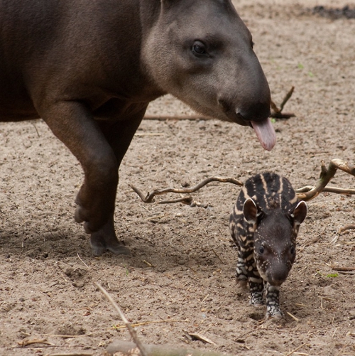 7. famille tapir.jpg