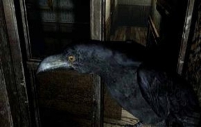 2. corbeau curieux.JPG