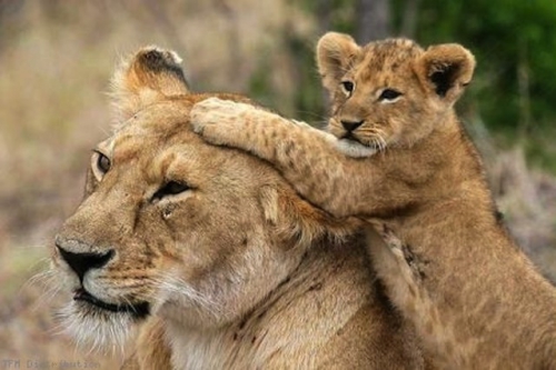 15. lionne avec bébé.jpg