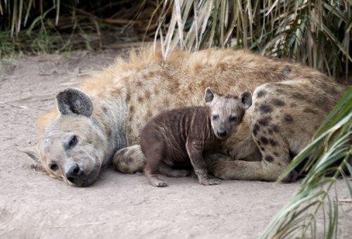 45. maman et bébé hyène.jpg