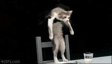 12 bis. drugged cats GIF.gif